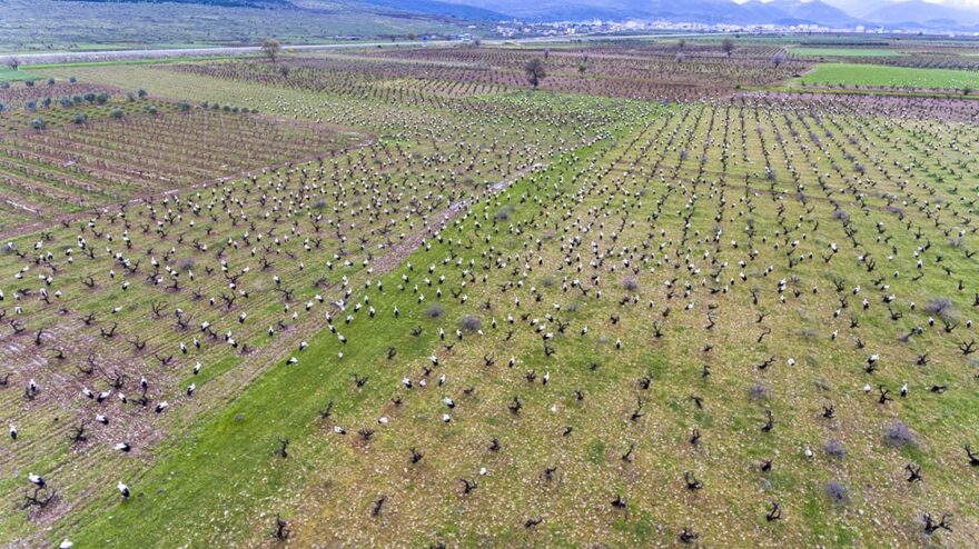 Gübre İhracatında Yeni Kısıtlamalar: Tarım Sektörü Tehlikede